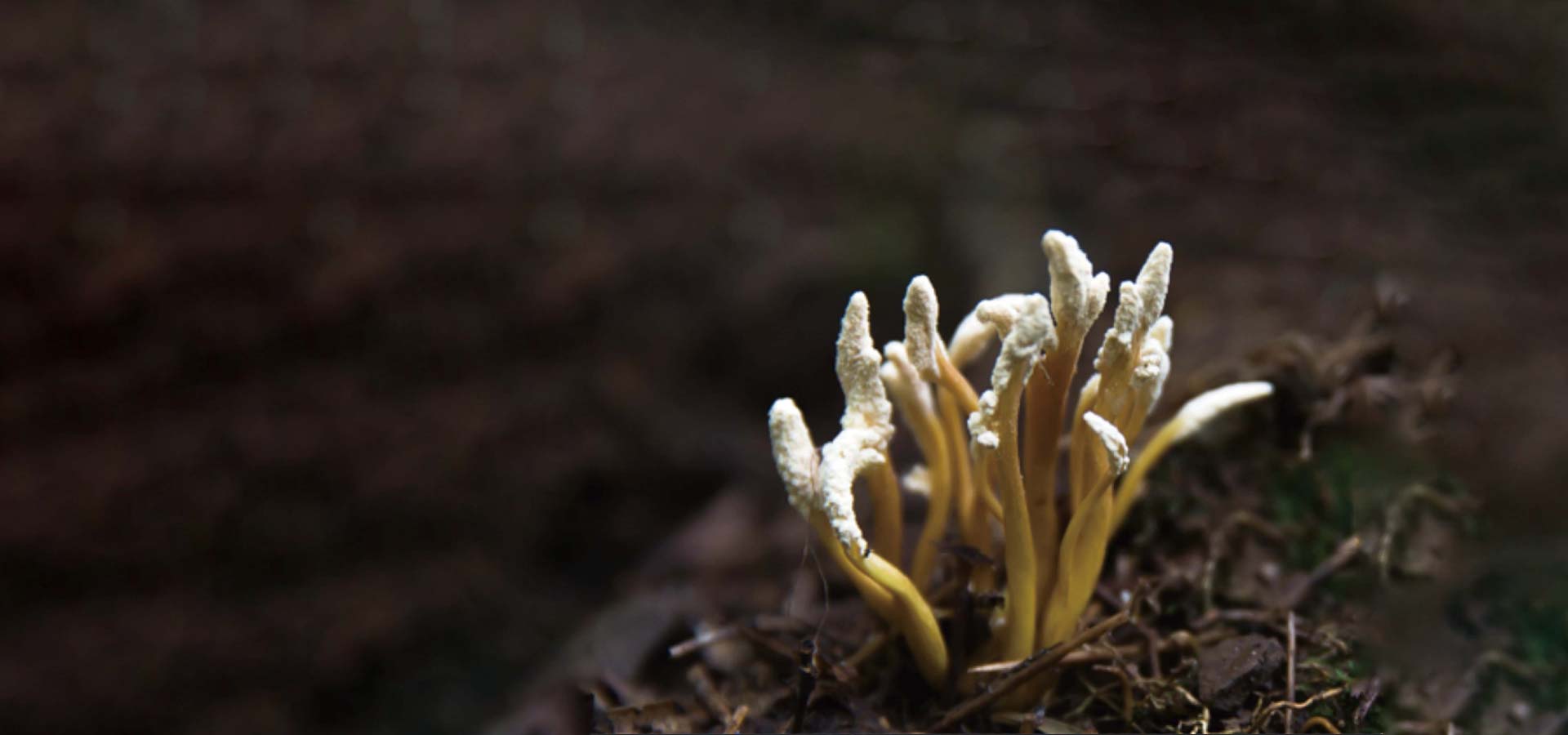 金蝉花-录入四大传统药典